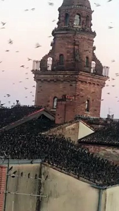 Toulouse : des milliers d'étourneaux envahissent les toits de la Place de la Bourse