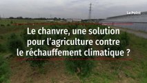 Le chanvre, une solution pour l’agriculture contre le réchauffement climatique ?