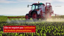 Le chanvre, une solution pour l’agriculture contre le réchauffement climatique ?