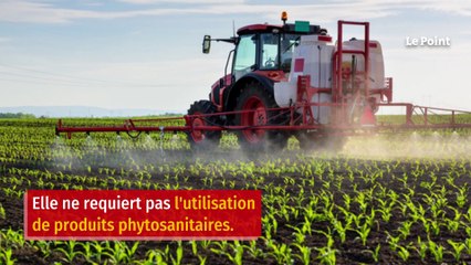Le chanvre, une solution pour l’agriculture contre le réchauffement climatique ?