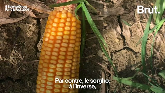 Comment l'agriculture française doit s'adapter aux sécheresses