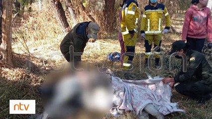 Un caballo agonizaba en el Río Rocha  debido a una mala castración