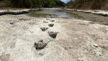 La siccità fa riemergere impronte di dinosauro in Parco in Texas