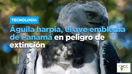 Águila harpía, el ave emblema de Panamá en peligro de extinción