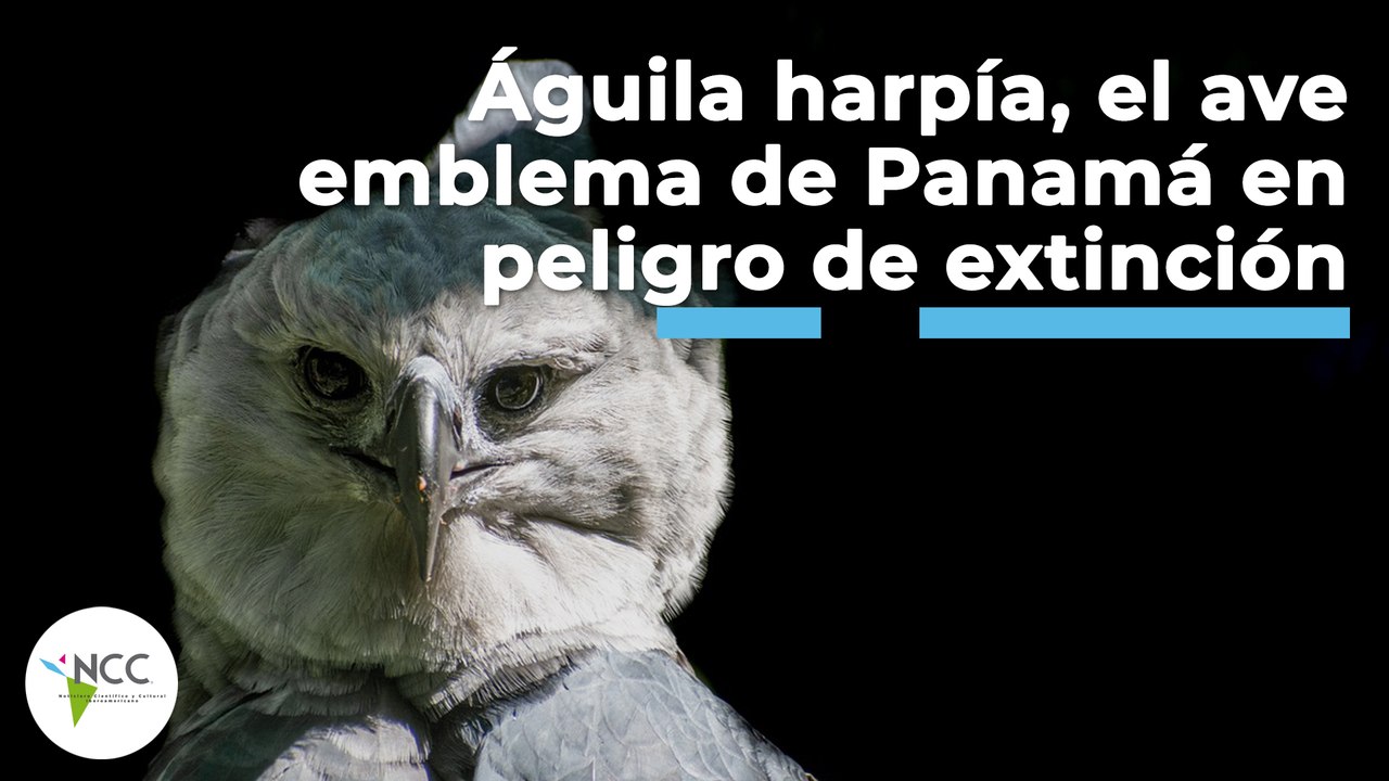 Águila harpía, el ave emblema de Panamá en peligro de extinción | 477 | 29-4 de septiembre 2022