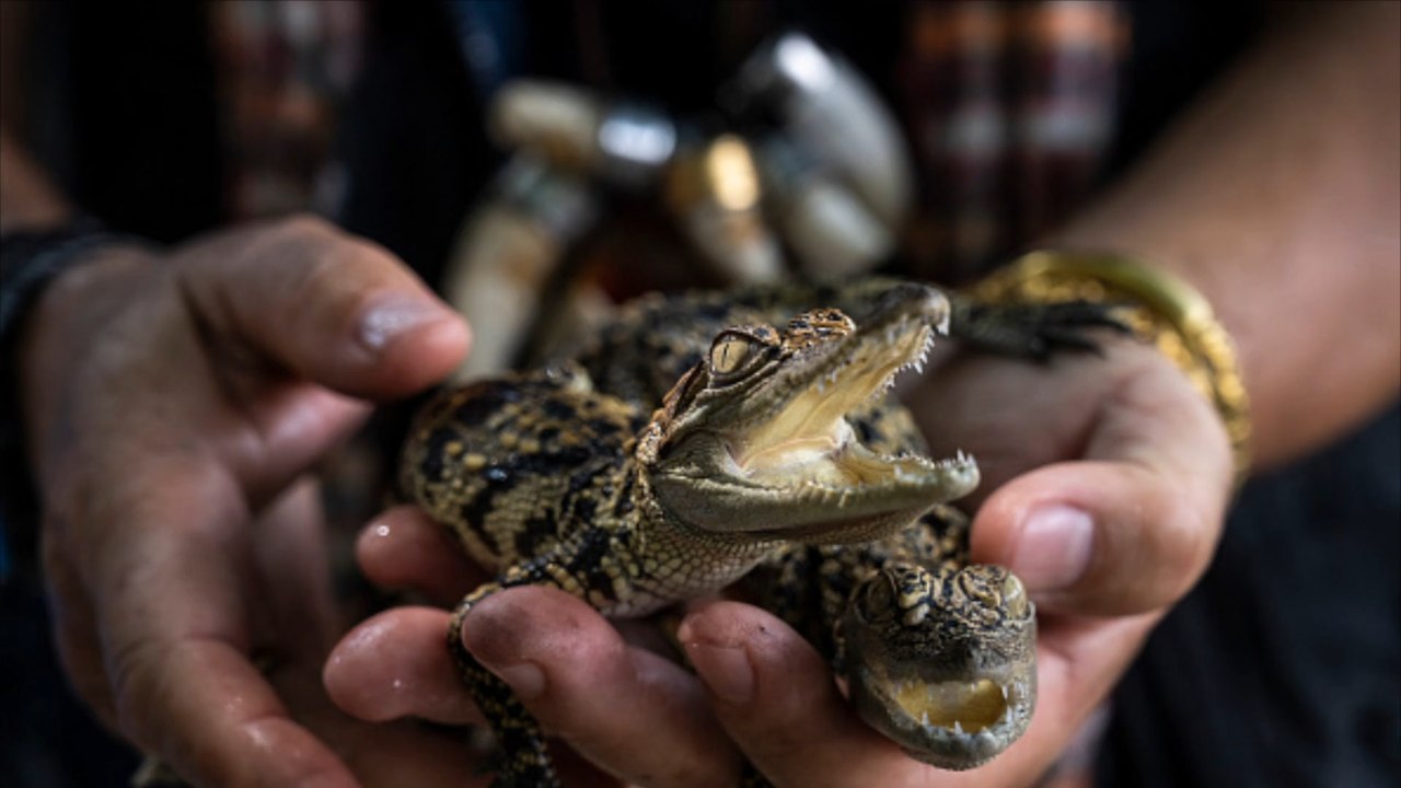 USA: Baby-Krokodil-Schmuggler mit über 1.700 Tieren gefasst