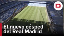 Así luce el nuevo césped del Real Madrid  en el Santiago Bernabéu