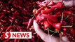 Booming chili pepper industry ‘spices up’ China’s economy