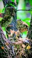 World Best Father & Mother Birds Love | Cute Baby Bird Feeding | Wonderful Bird Videos 2022