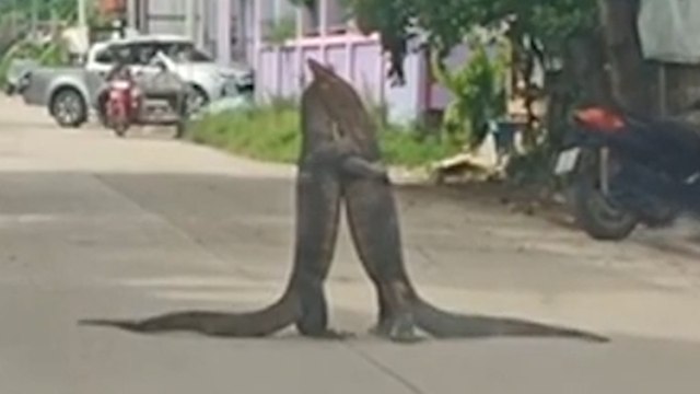 Thaïlande : deux varans s'affrontent en pleine rue à Bangkok