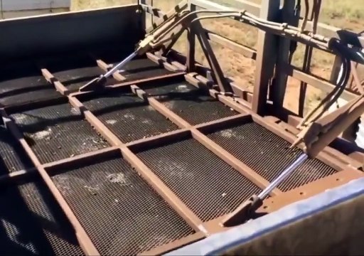 Ces moutons reçoivent un traitement radical contre les puces...