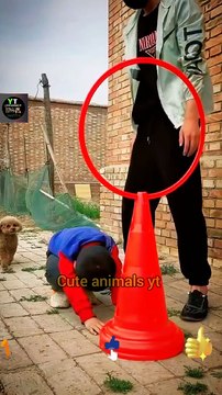 Amazing Training Dog Animal Videos 2022 | Dog Training Jumping Videos | Cute Animals Yt