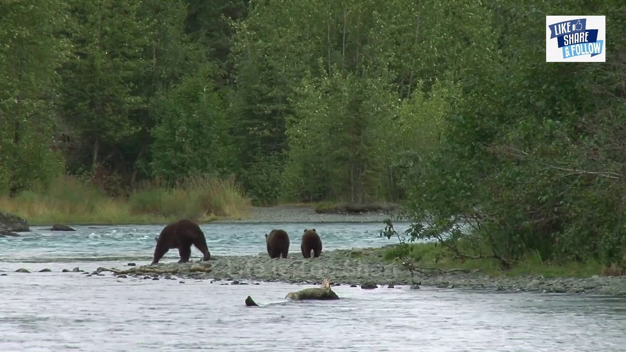 इस जीव को आसानी से नहीं मारा जा सकता हे -
