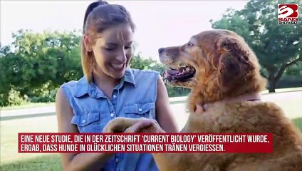 Bei Wiedervereinigung mit Herrchen oder Frauchen: Hunde vergießen Freudentränen