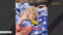 This couple adopted a disabled senior rat