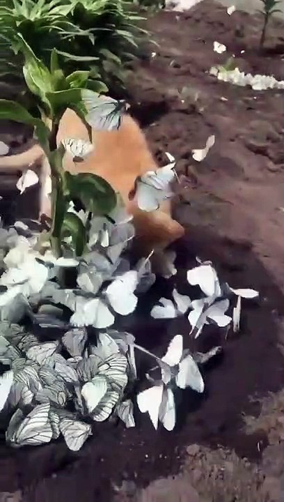 cute animals funny Moments