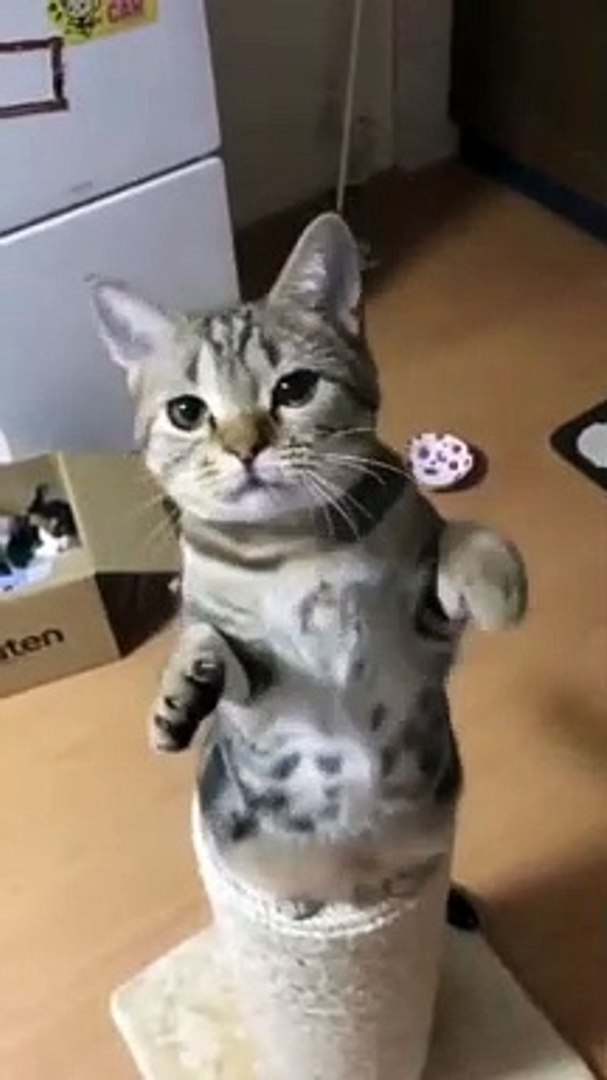 ⁣cute animals Best Funny Animals Videos