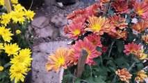 Shambhoo Plant Nursery Part 2 | Flower Plants | Plant Nursery
