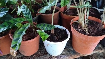 Shambhoo Plant Nursery,Link Road Borivali West