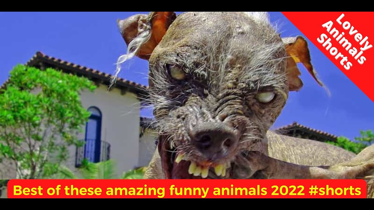 Best of these amazing funny animals 2022 #shorts - video Dailymotion