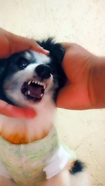 Growling Dog Sounds Like He's Swearing