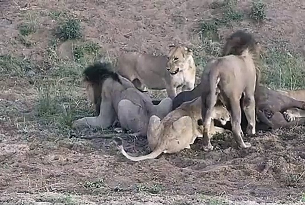 The luckiest buffalo on the planet