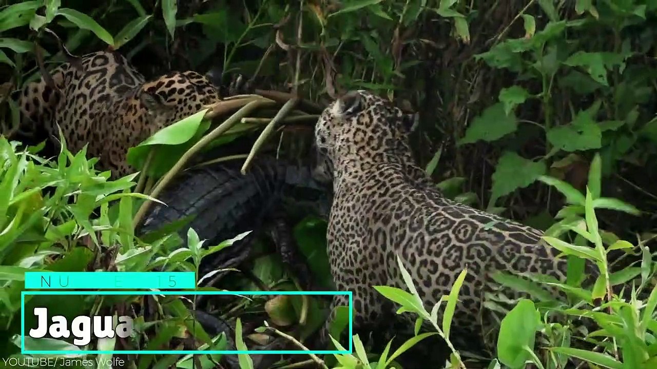 15 Times Predators Messed With The Wrong Prey