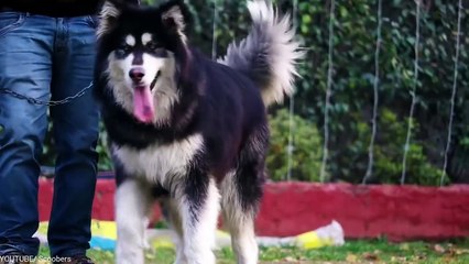 15 Ultimate Military And Police Dog Breeds in the World