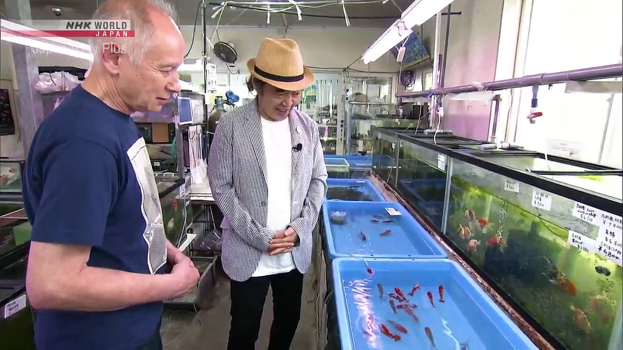 Japanology Plus - Goldfish