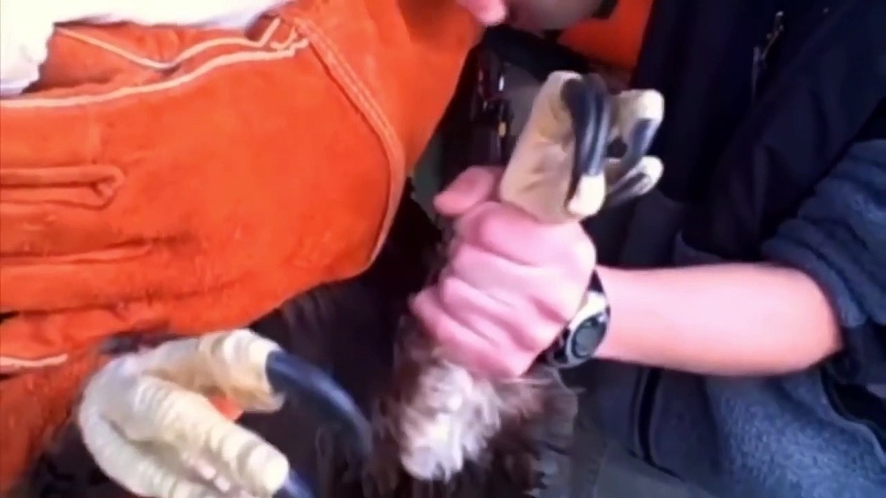 The Most Amazing Eagle Attacks Ever Caught on Camera