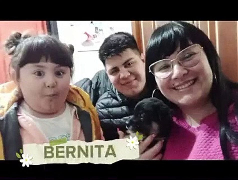 Perros en adopción