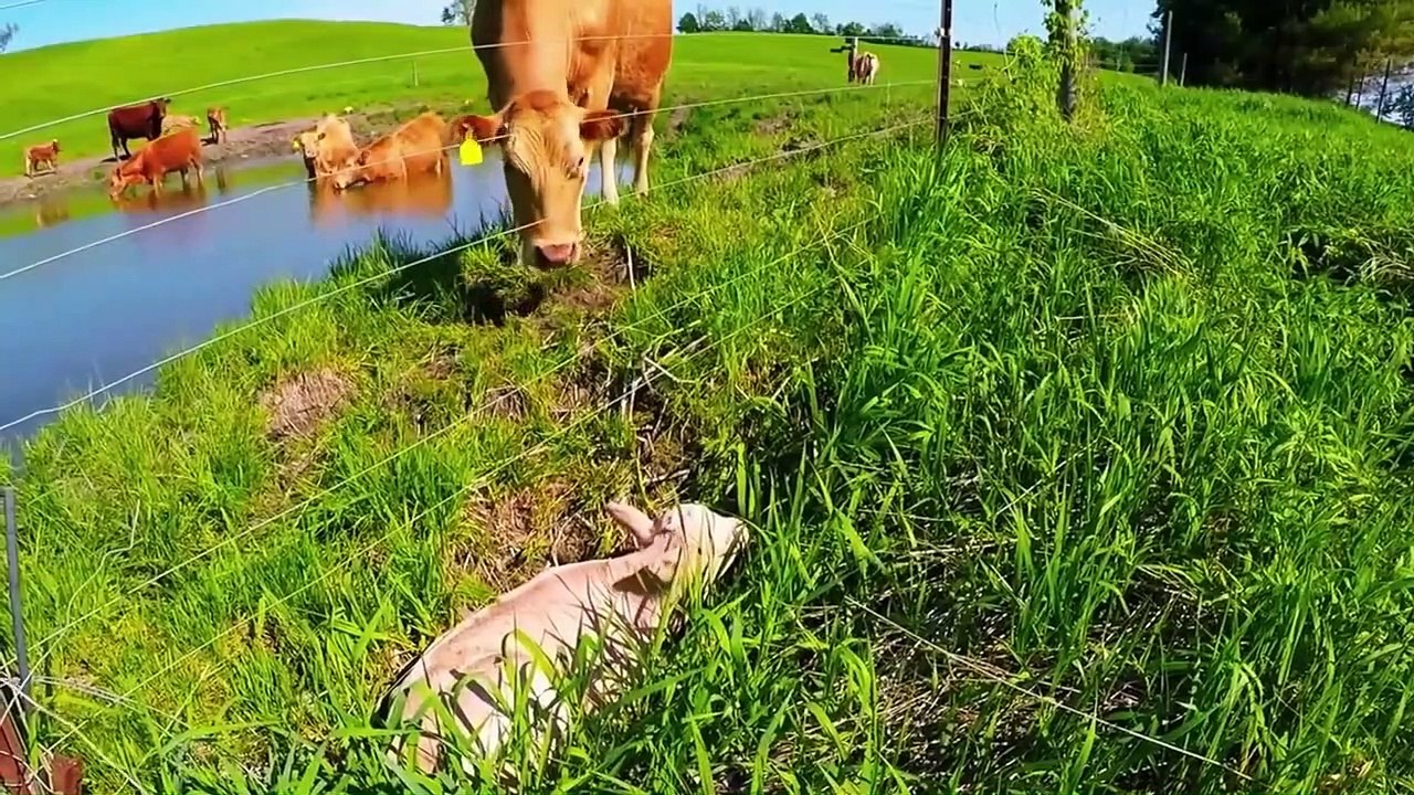 25 Times People Helped Animals And Saved Their Lives