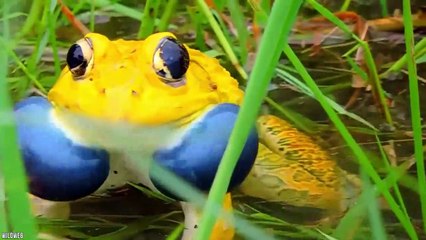 20 Unique Animals With Rare Color Patterns