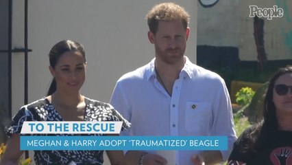 Meghan Markle and Prince Harry Adopt 'Traumatized' Senior Former Research Beagle