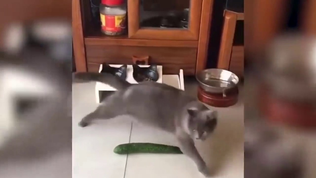 Funny Scaredy Cats Compilation!