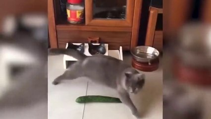 Funny Scaredy Cats Compilation!