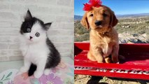LUCU ANAK KUCING&ANJING baby cats & dogs cute