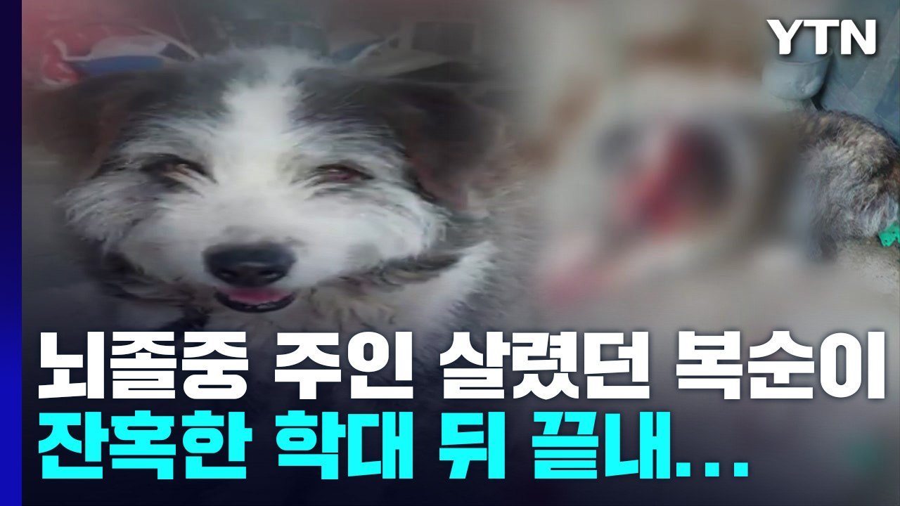 [뉴스라이더] 코 잘리는 학대 당한 강아지...경찰, 용의자 추적 중 / YTN