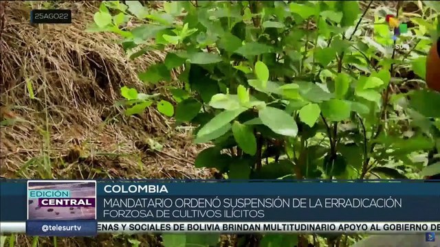 Colombia: Expertos valoran positivamente propuestas del Gobierno sobre la política de drogas