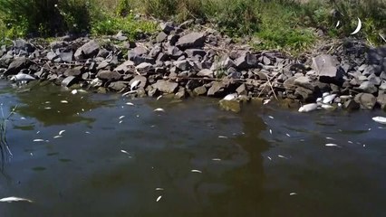 Trezentas toneladas de peixes mortos recolhidos do Oder