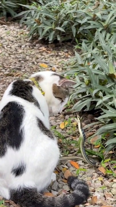 The brave cat 