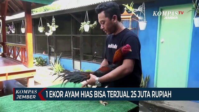 Pemuda Ini Sukses Budidaya Ayam Hias, Omsetnya 30 Juta Per Bulan