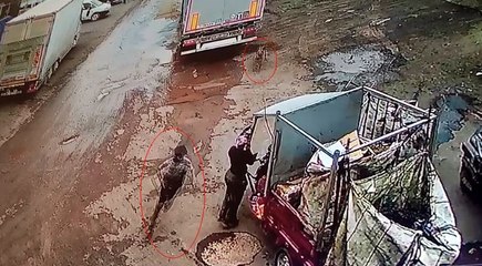 Köpekten kaçan 12 yaşındaki çocuğa araba çarptı: O anlar kameralara yansıdı