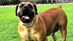 Important Tips on  Boerboel Care  How to care for Boerboel