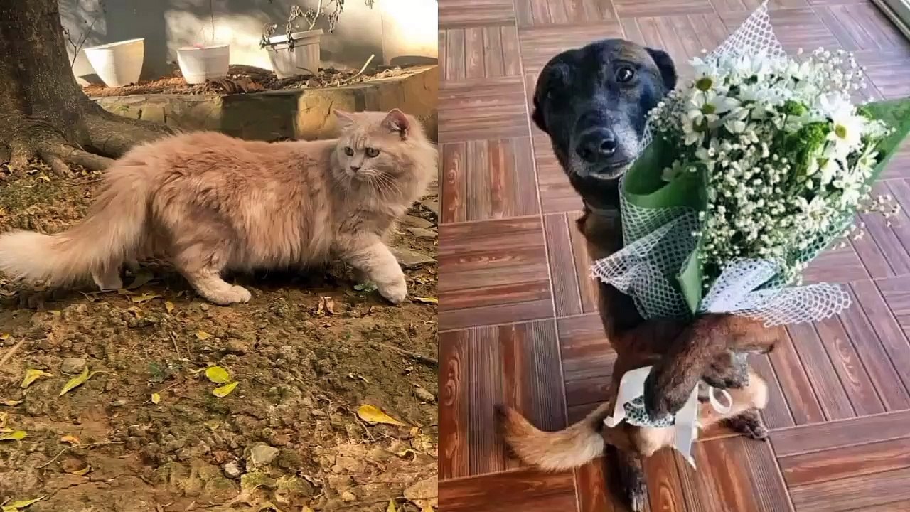 BIKIN GREGET ANAK KUCING&ANJING swete baby cats&dog meo meo