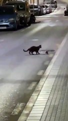 Funny animals fight ! Jerry 1 :Tom 0