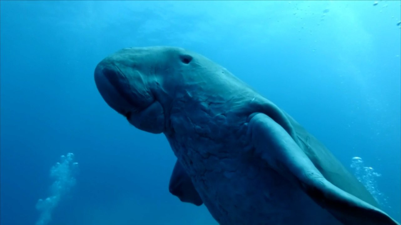 Dugong becomes first large mammal declared functionally extinct in ...