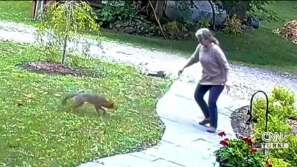 Evinin bahçesinde kuduz tilki saldırdı