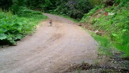 Nesli tükenmekte olan vaşak görüntülendi