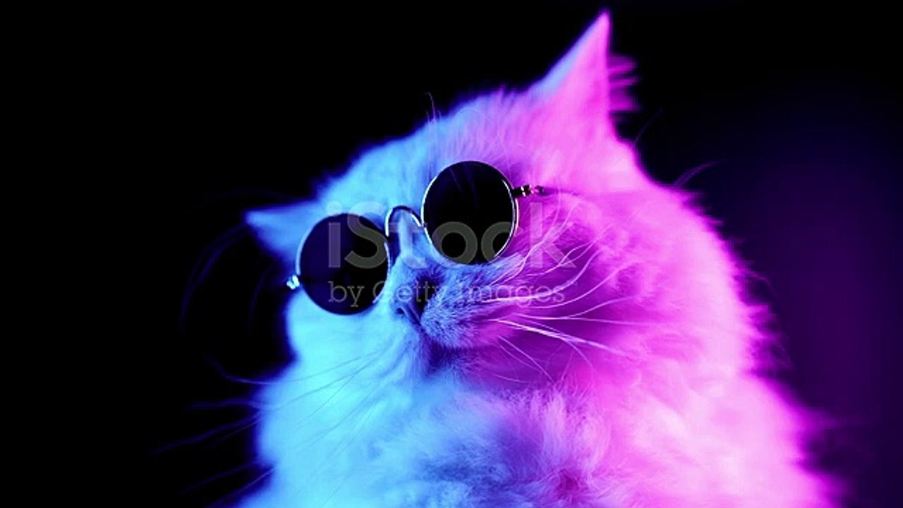 Funny cat sunglasses